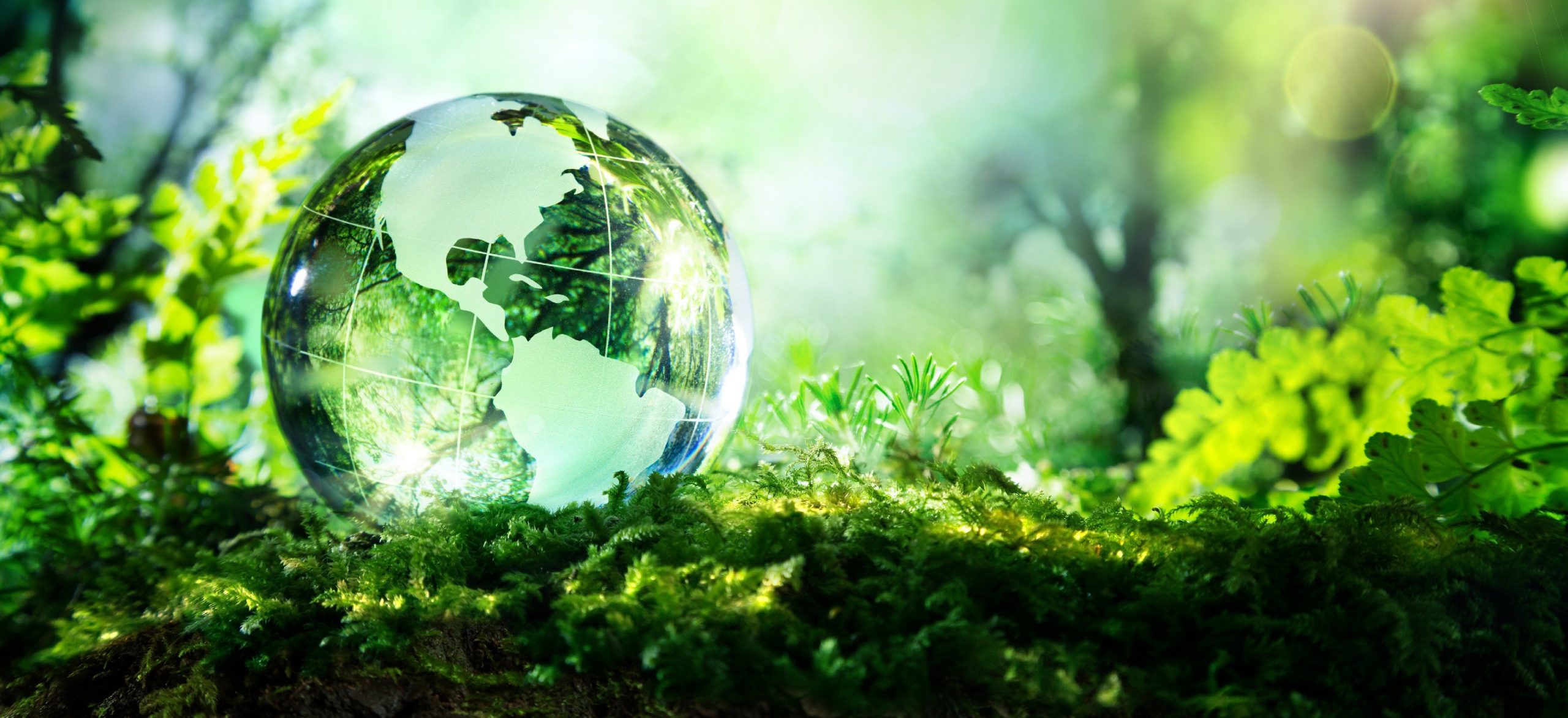 glass globe in a forest, comprehensive environmental services
